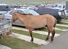 2016-08-07 Ulaanbaatar Naadam